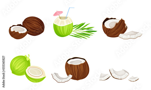 Coconut Fruit Whole and Cracked with Coconut Water or Juice and Palm Leaves Rested Nearby Vector Set