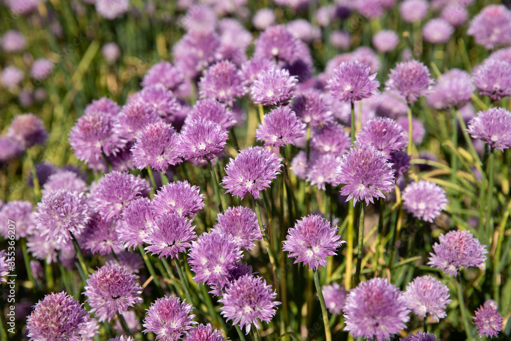 Fototapeta premium Chive field with purple colors 