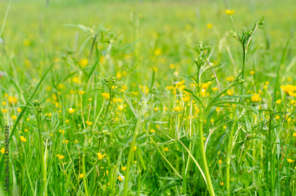 Summer meadow with flowers, morning dew on grass leaves. The natural background. High quality photo Summer meadow with flowers, morning dew on grass leaves. The natural background. High quality photo