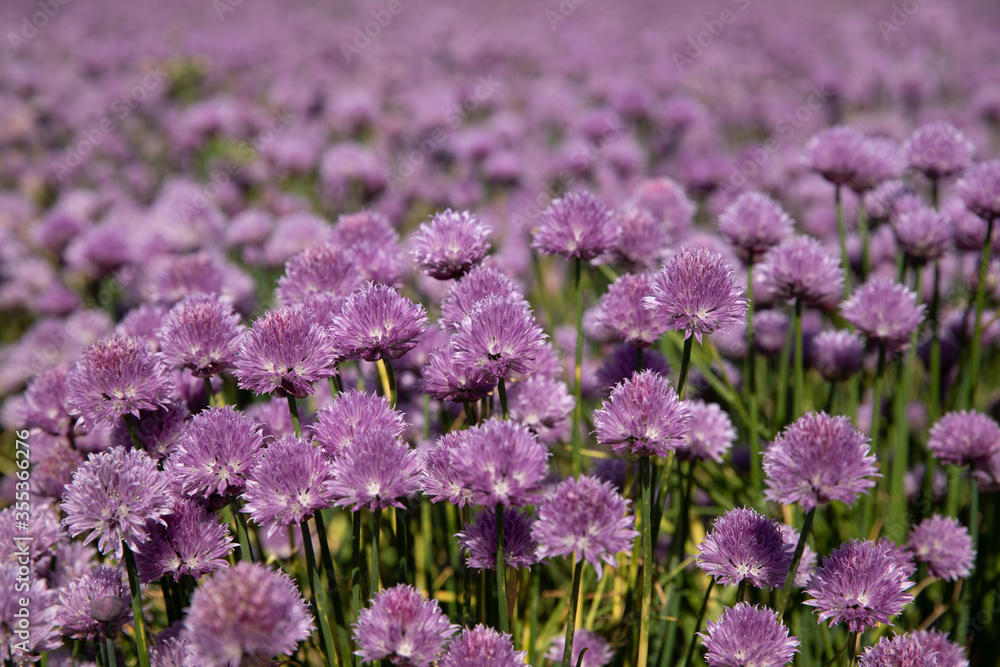 Obraz premium Chive field with purple colors 