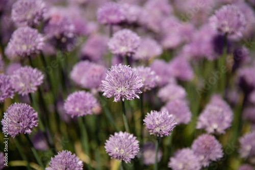 Chive field with purple colors 