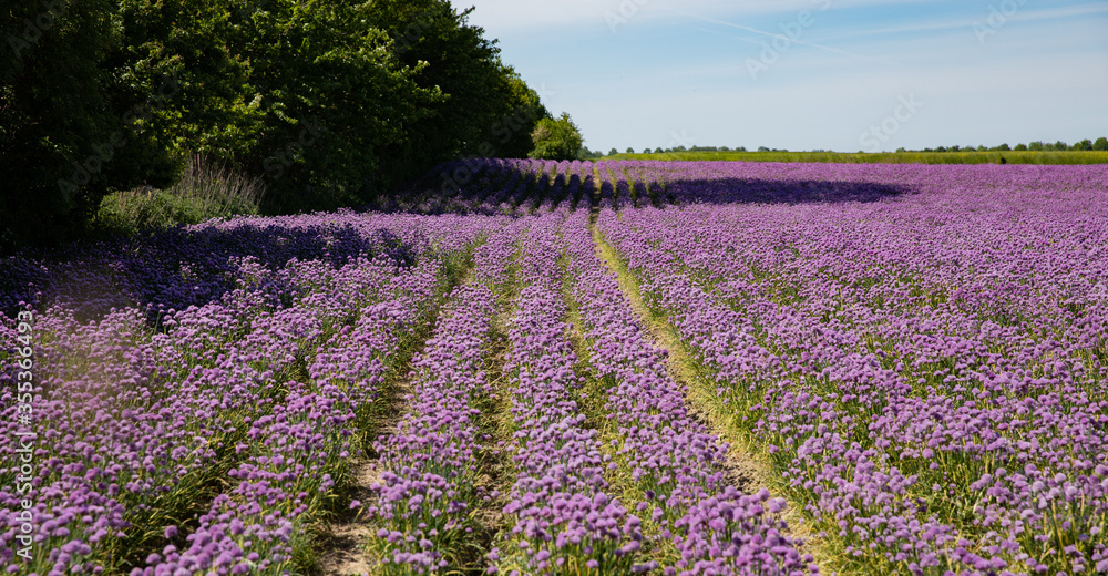 Rows of chive in a field with purple colors and blue sky