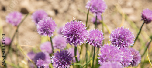 Bee in the chive field all purple