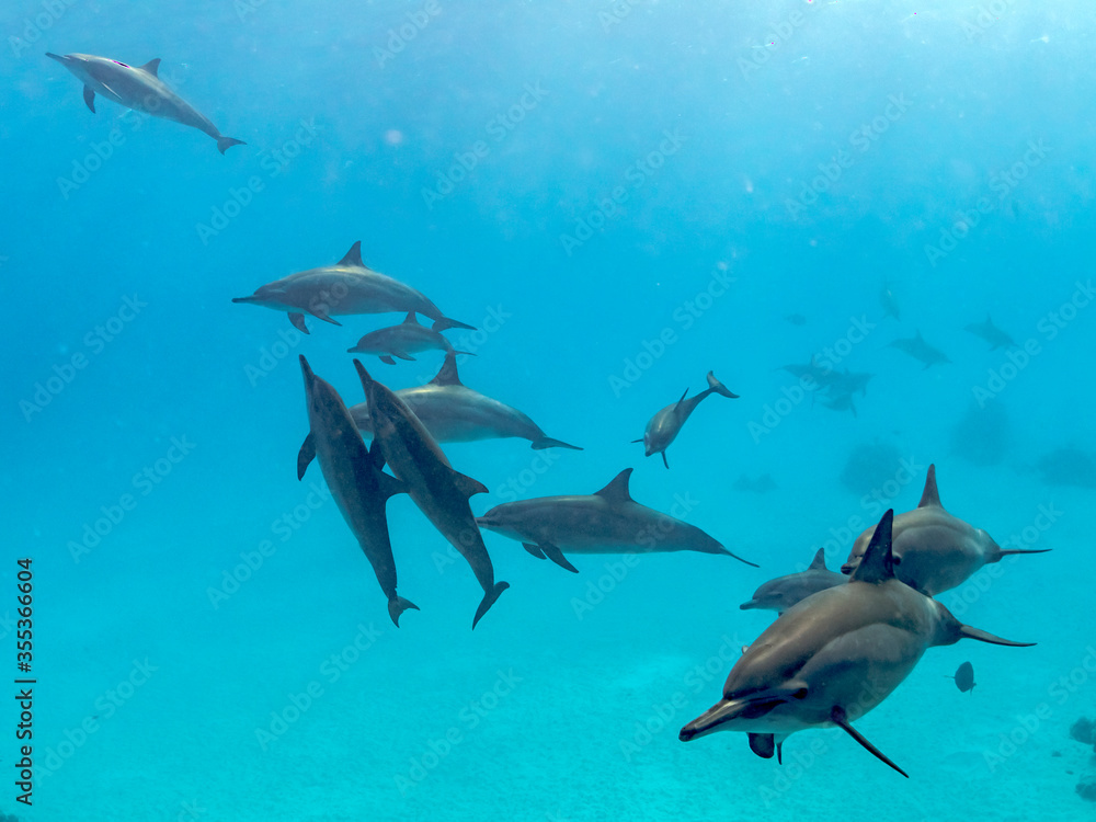 Fototapeta premium spinner dolphins pass by