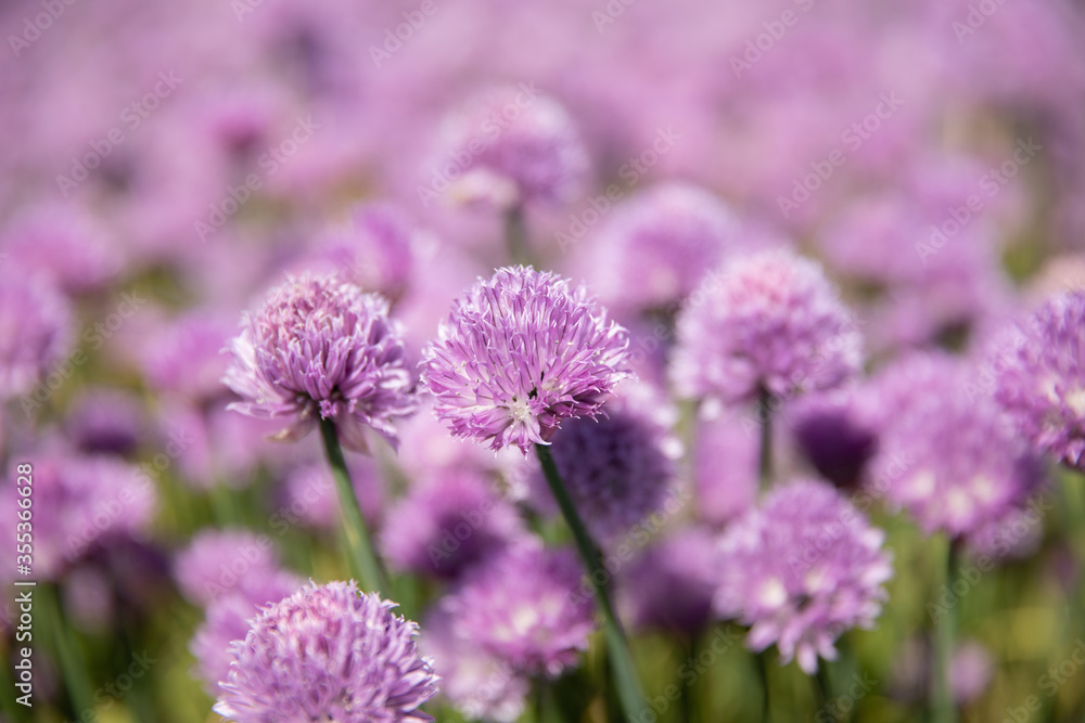 Chive field with purple flowers Chive field with purple flowers