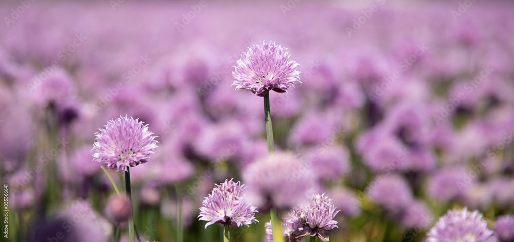 Obraz premium Chive field with purple flowers
