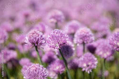 Chive field with purple flowers 