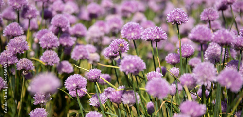Chive field with purple flowers 