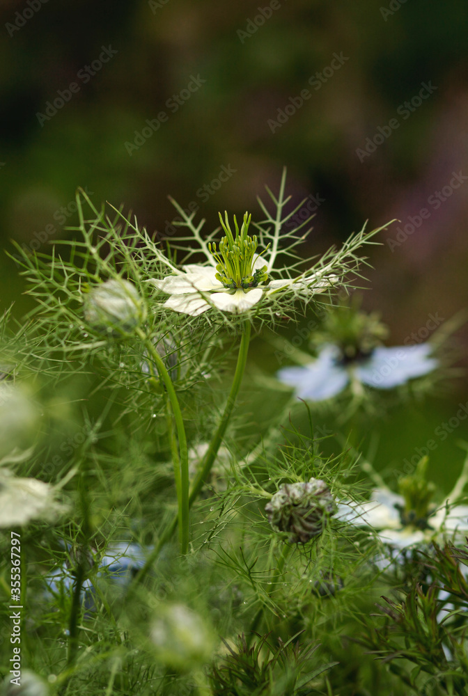 Fototapeta premium Blooming Nigella sativa in the garden. Also known as black caraway, black cumin, nigella