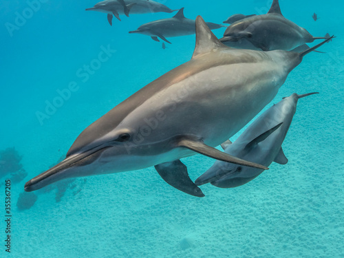 curious spinner dolphin and offspring inspect the snorkeler Fototapeta