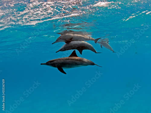 copulating spinner dolphins Fototapeta