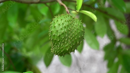 Wallpaper Mural Green fresh tropical fruit Soursop or Annona muricata or Sirsak, still hanging on the tree on the island of Zanzibar, Tanzania, East Africa, close up Torontodigital.ca