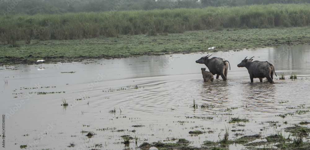 Large male Indian Elephant and Wild Water Buffalo at Kaziranga National Park, Asam, India
Large male Indian Elephant and Wild Water Buffalo at Kaziranga National Park, Asam, India