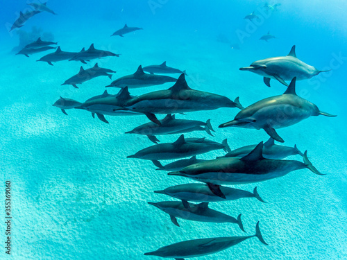 curious school of spinner dolphins passes by