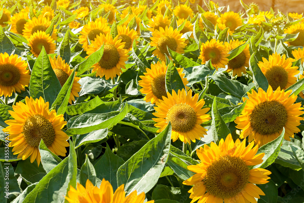 Fototapeta premium field of sunflowers