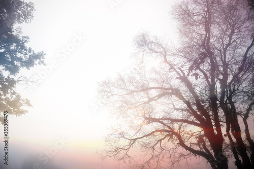 Photography effect of silhouette blurry trees in the winter fog twilight atmosphere show beautiful texture of branch isolated on white sky.