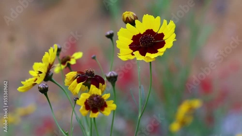 Flower Garden tickseed, golden tickseed, daisy, coreopsis tictoria, focusing photo