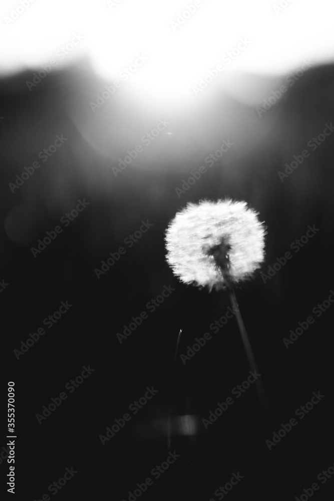 Fototapeta premium Natural background from plants