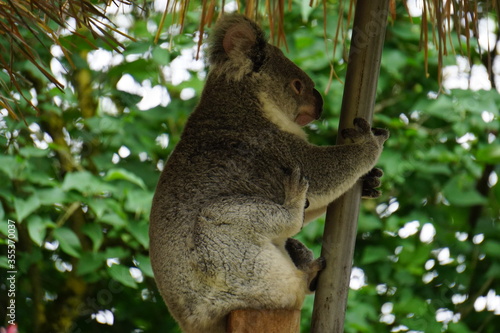 closeup of a koala in a tree hanging and scratching
