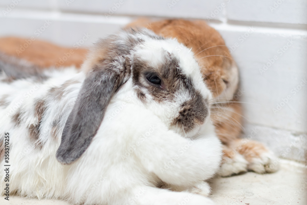 Lovely bunny rabbit easter white and brown on lying on the floor. with beautiful.Animal concept. Lovely bunny rabbit easter white and brown on lying on the floor. with beautiful.Animal concept.