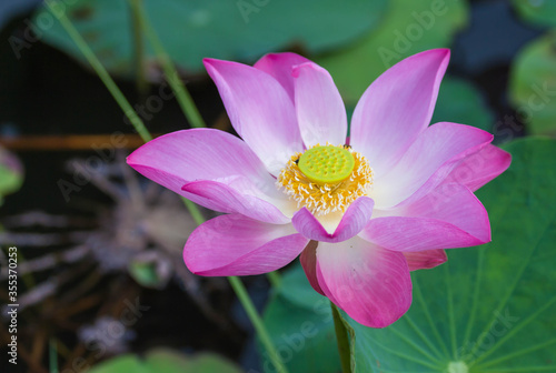 pink lotus flower in the pond