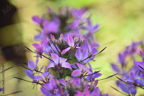 Blühende Spinnenblume (Cleome) photo