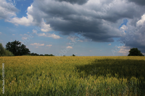 Paesaggio con campo di grano sotto un cielo nuvoloso e temporalesco, in una calda giornata di inizio estate