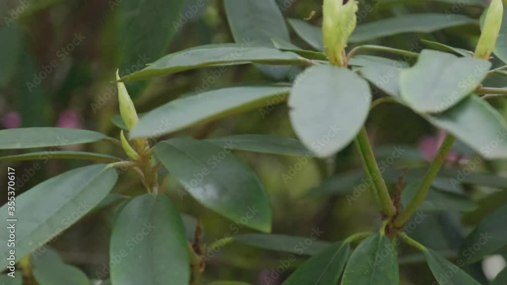 Leaves and ovary of a catawba of rhododendron. Sway in the wind close-up. Leaves and ovary of a catawba of rhododendron. Sway in the wind close-up.