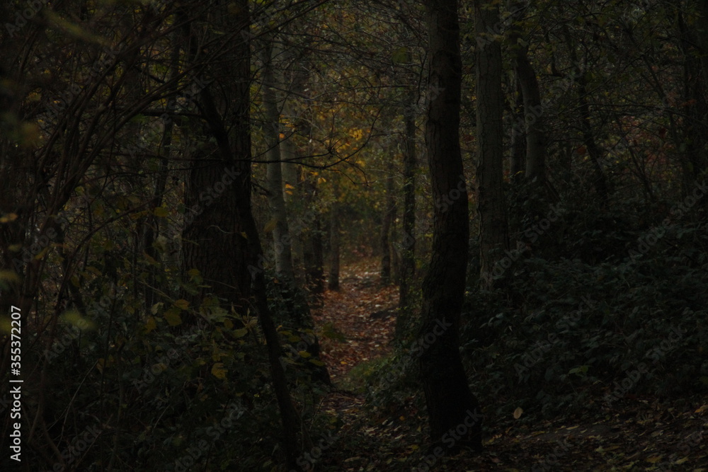 Wald, Dunkel, Weg, Wald, Dunkel, Weg,