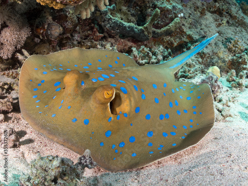blue spotted ribbontail ray under coral shelter