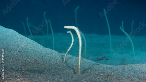 colony of garden eels in the mangrove bay