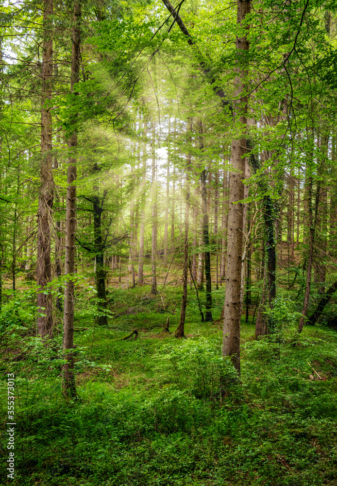 Obraz premium Zalany światłem las świerkowy