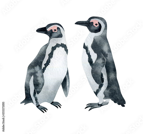 Watercolor African penguin. Wild northern Antarctic animal. Cute grey bird.