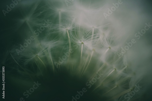 Soft focus. Dandelion seeds on a flower. Copyspace. Detailed macro photo. Abstract spectacular image.