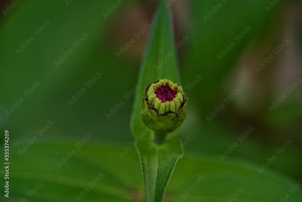 Obraz premium ladybird on a green leaf