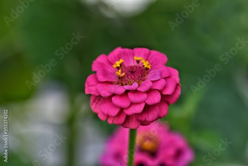 pink and white flower