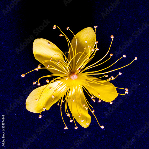 Fotografie Close-up of the flower of the St Johns Wort shrub