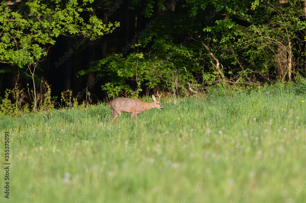 A young roe deer with antlers grazes on a green meadow in the early evening A young roe deer with antlers grazes on a green meadow in the early evening