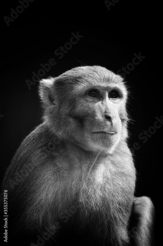 Monkey © Mocho