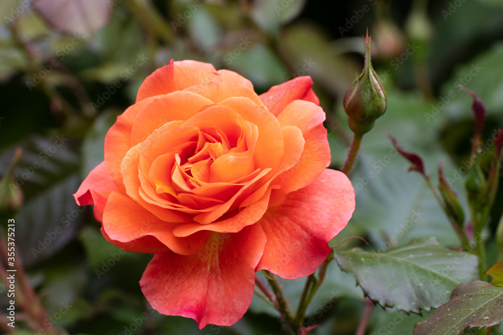 Rose, close up of a beautiful flower in the garden at spring time Rose, close up of a beautiful flower in the garden at spring time