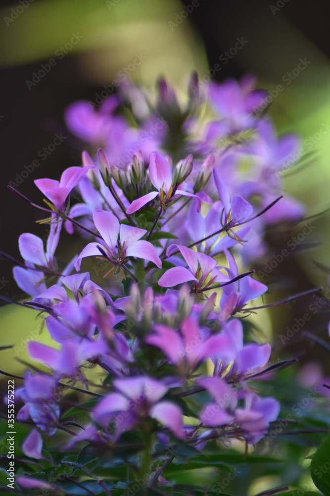 Obraz premium Blühende Spinnenblume (Cleome)