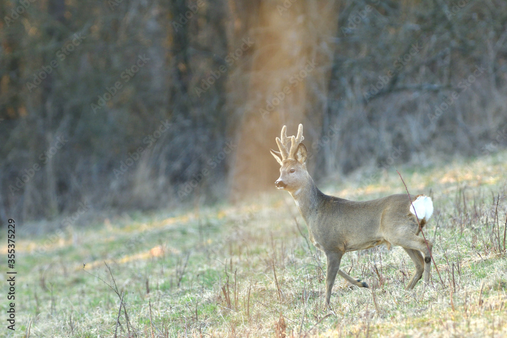 Roe deer with antlers in growth comes from dense bushes to graze in spring Roe deer with antlers in growth comes from dense bushes to graze in spring