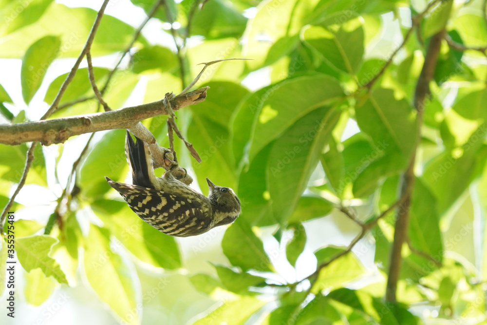 japanese pigmy woodpecker on branch japanese pigmy woodpecker on branch