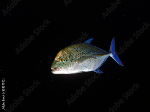 a bluefin trevally passes by at elphinstone reef