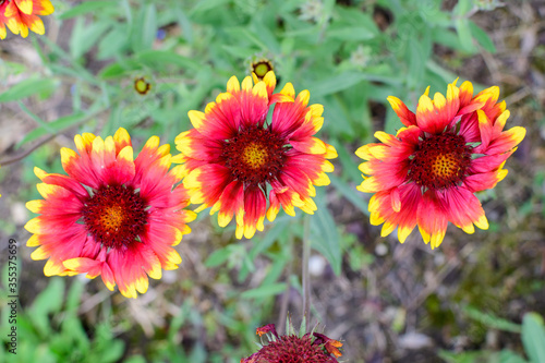 Many vivid red and yellow Gaillardia flowers, common name blanket flower, and blurred green leaves in soft focus, in a garden in a sunny summer day, beautiful outdoor floral background.