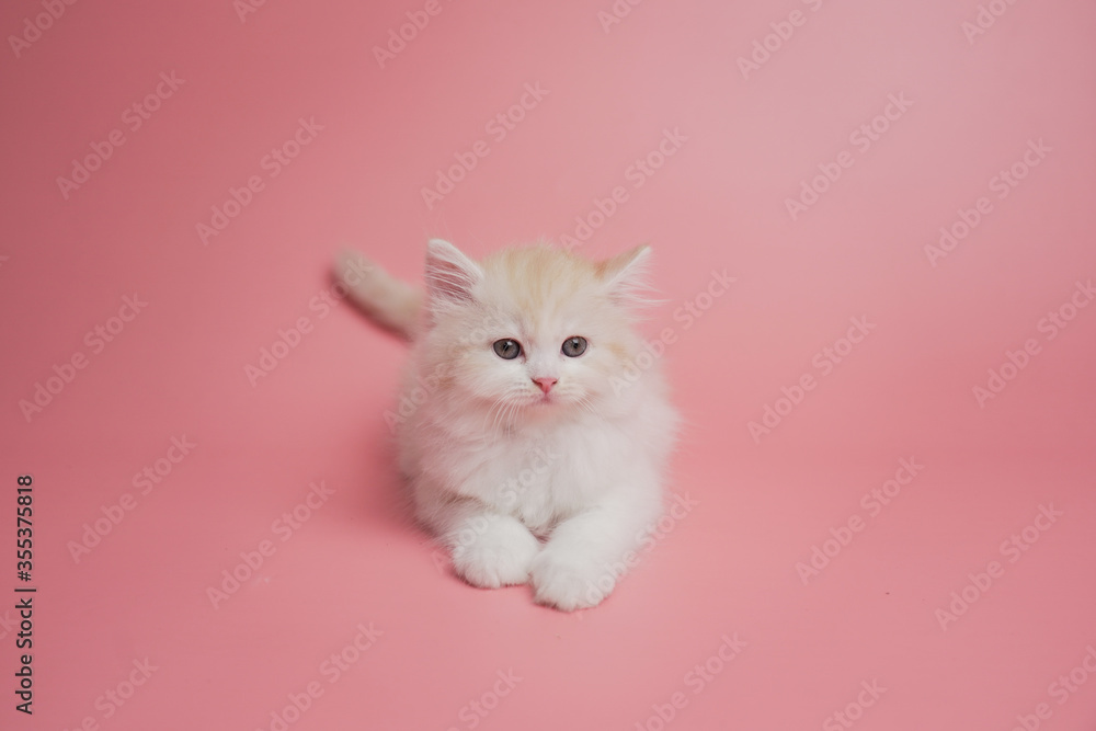 Cute persian kitten sitting on pink background Cute persian kitten sitting on pink background