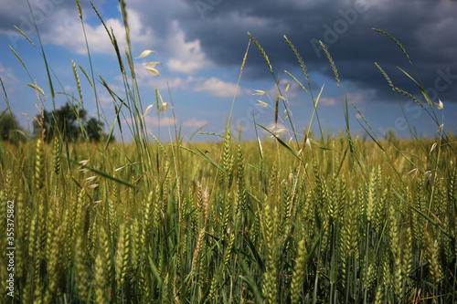 Paesaggio con campo di grano sotto un cielo nuvoloso e temporalesco  in una calda giornata di inizio estate  dettaglio