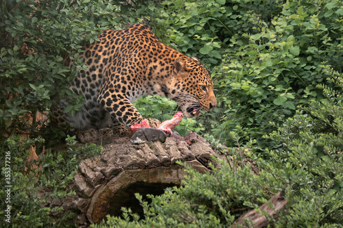 Cheetah eats piece of meat on green bushes background
