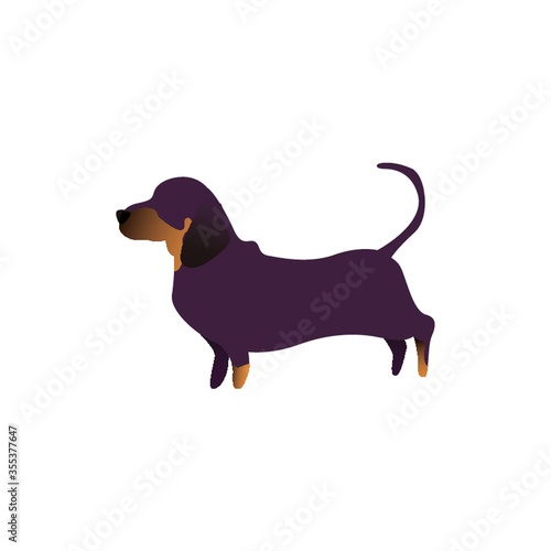 dachshund dog