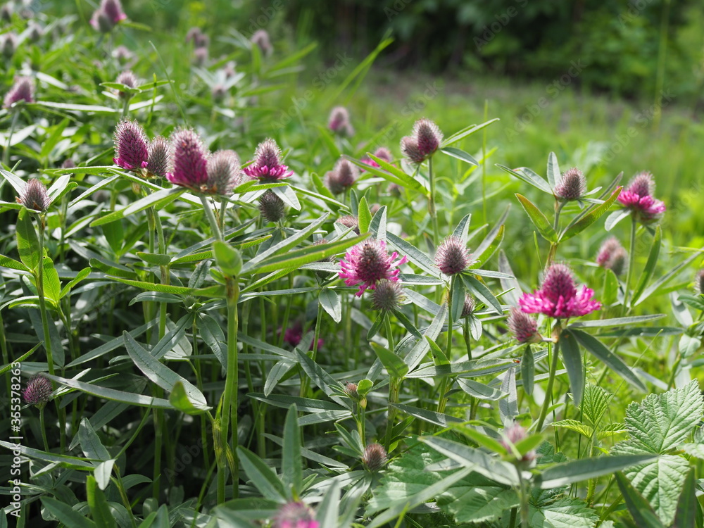 Macro photo of nature plant flower clover. Background texture of a blooming wild flower clover. Image of field red flower clover Macro photo of nature plant flower clover. Background texture of a blooming wild flower clover. Image of field red flower clover